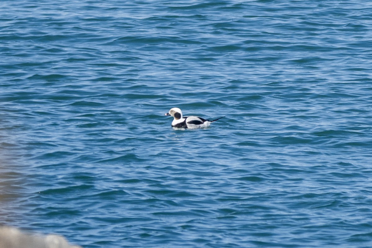 Long-tailed Duck - ML615448302