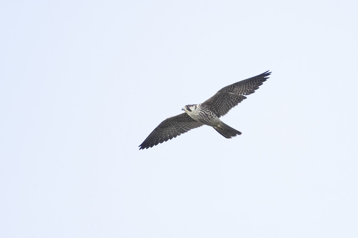 Peregrine Falcon (Tundra) - ML615448506