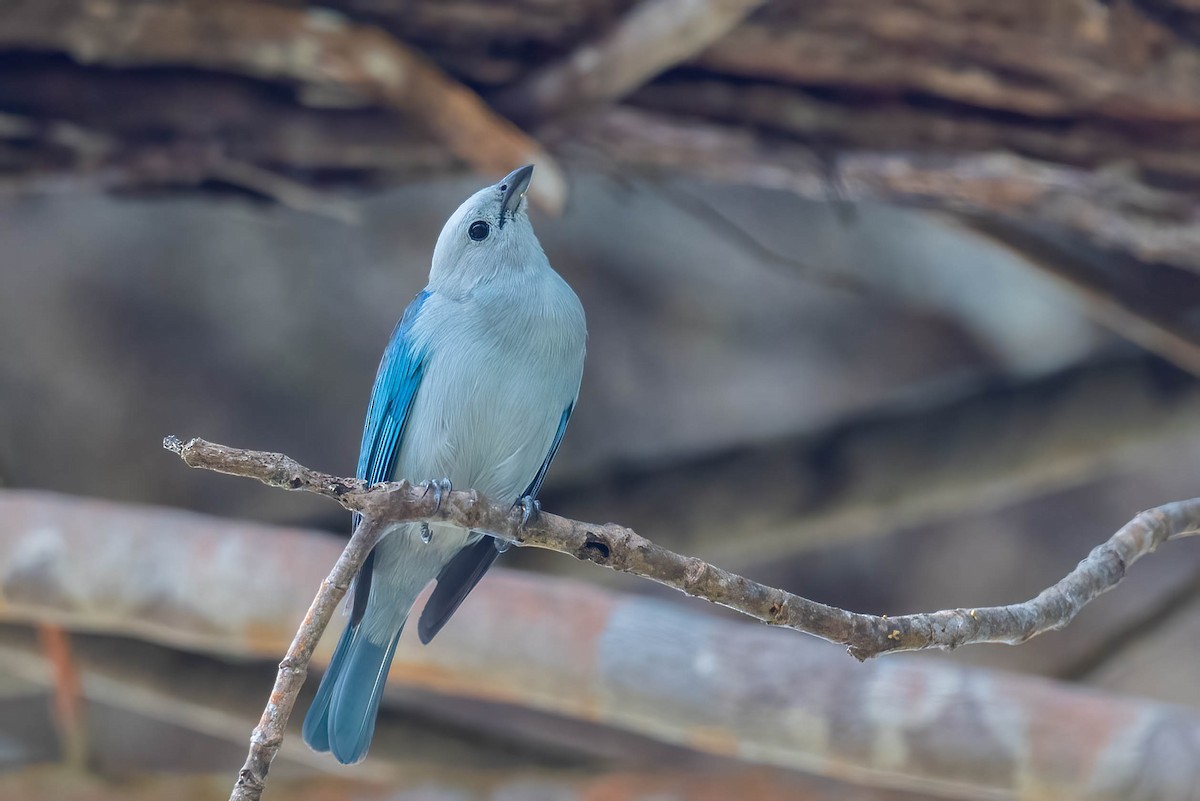 Blue-gray Tanager - ML615448675