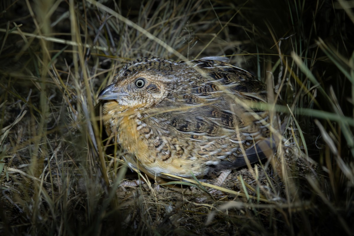 Red-chested Buttonquail - Trevor Evans