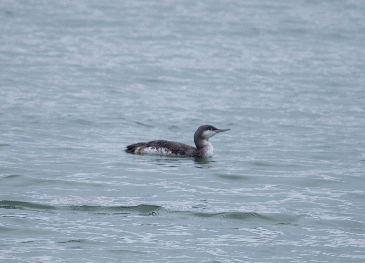 Red-throated Loon - Clive Harris