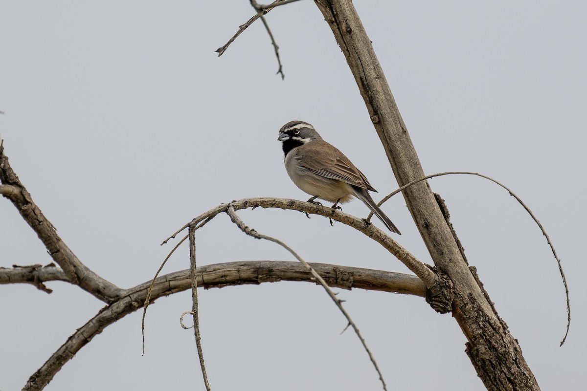 Black-throated Sparrow - ML615449027