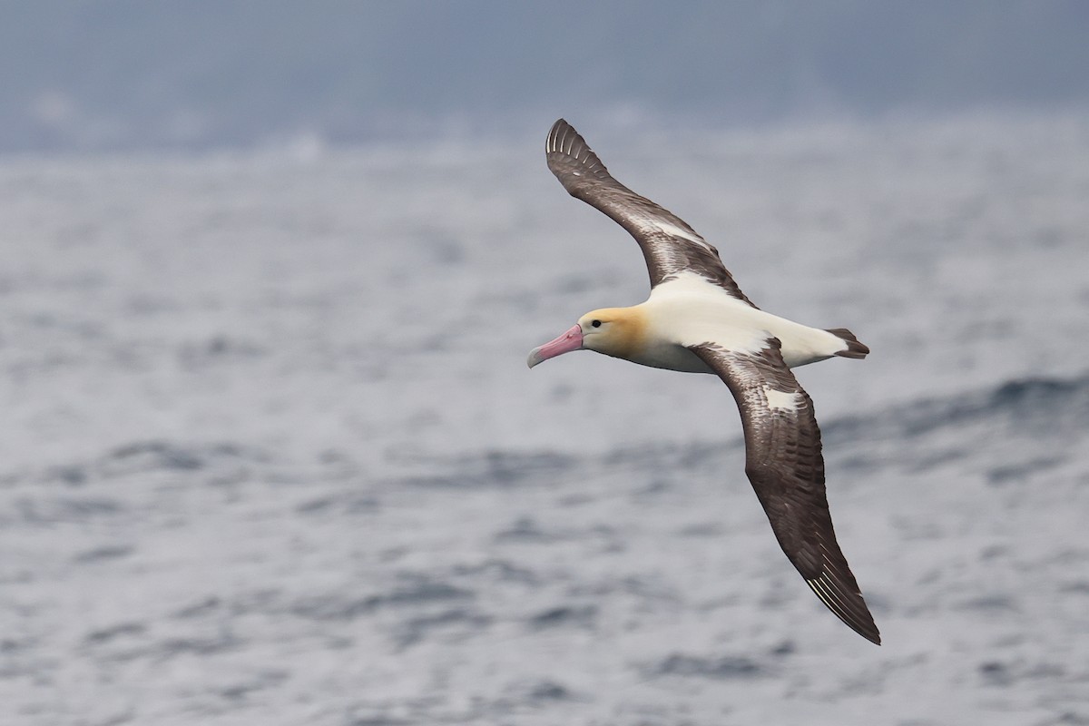 albatros bělohřbetý - ML615449055