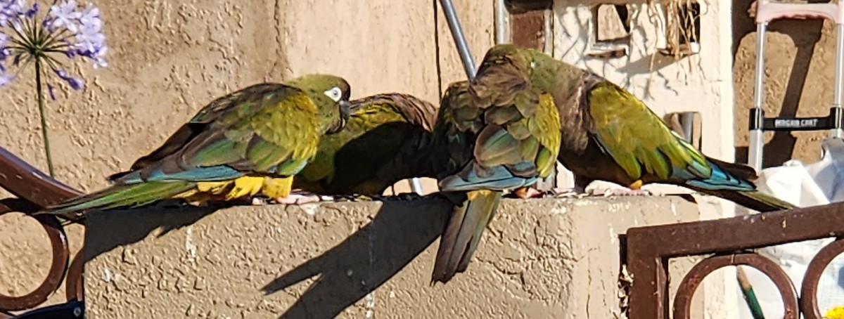 Burrowing Parakeet - ML615449217