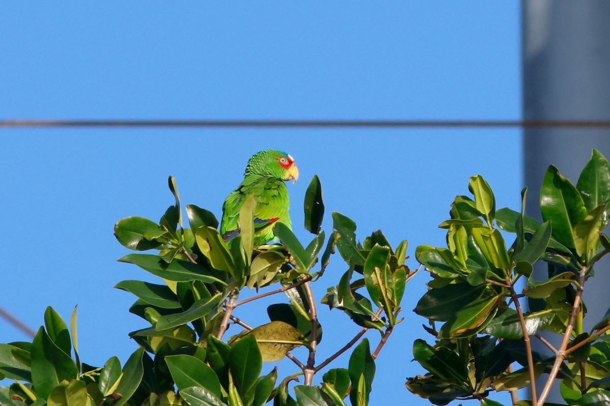 White-fronted Parrot - ML615449413
