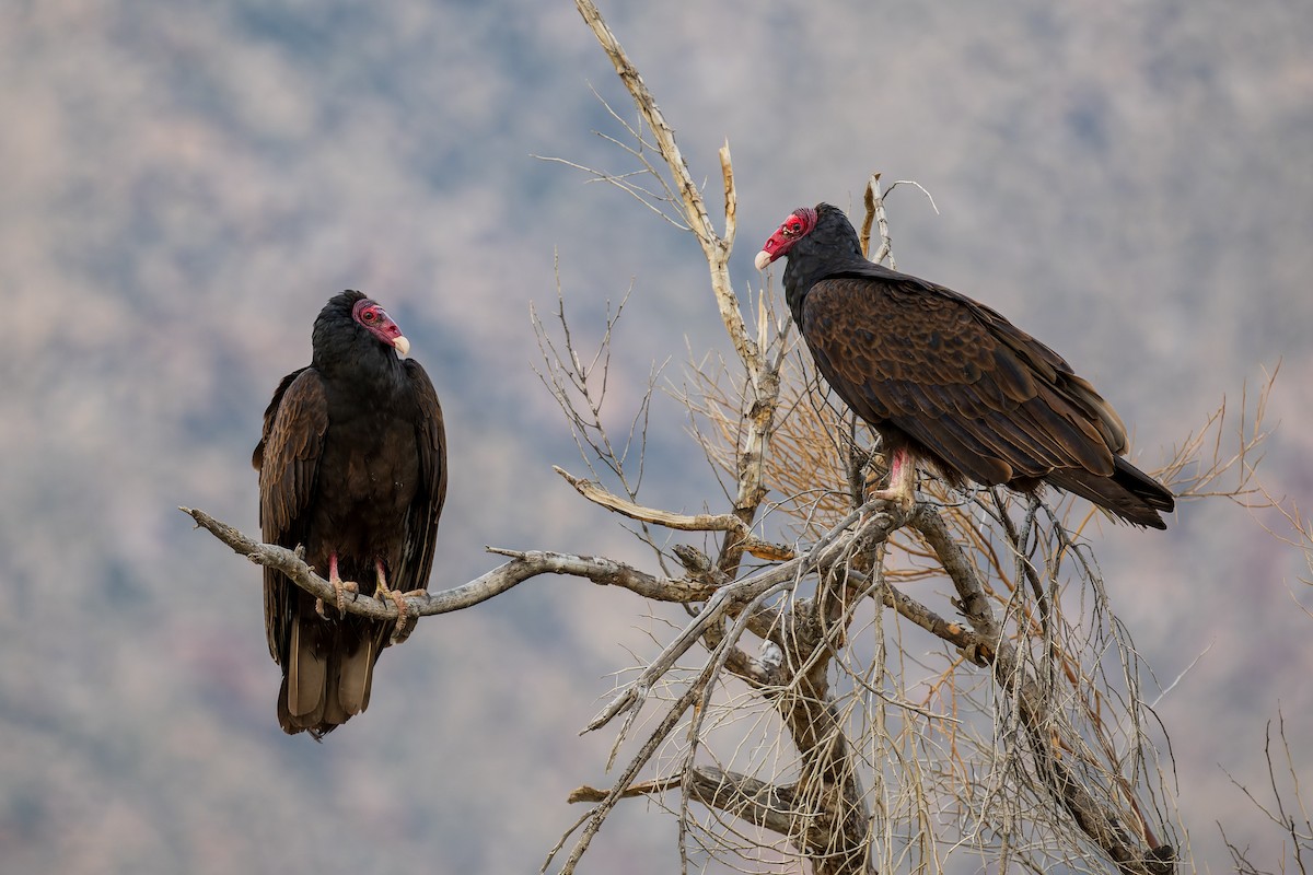 Turkey Vulture - ML615449492
