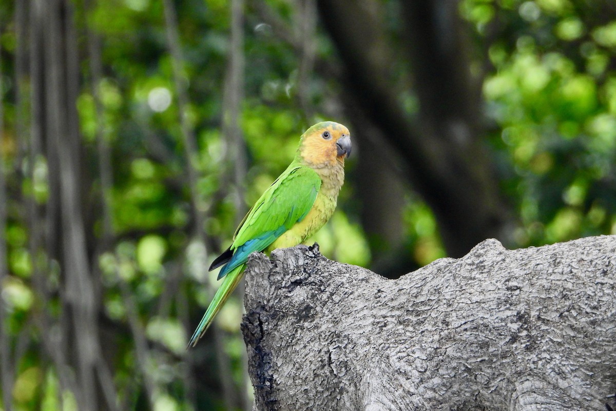 Brown-throated Parakeet - ML615449501