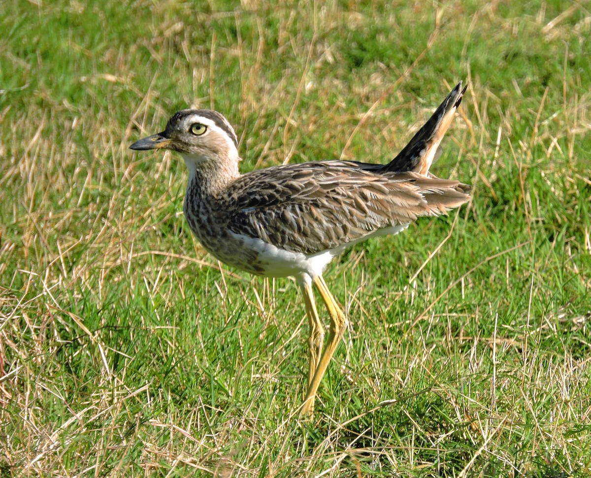 Double-striped Thick-knee - ML615449519