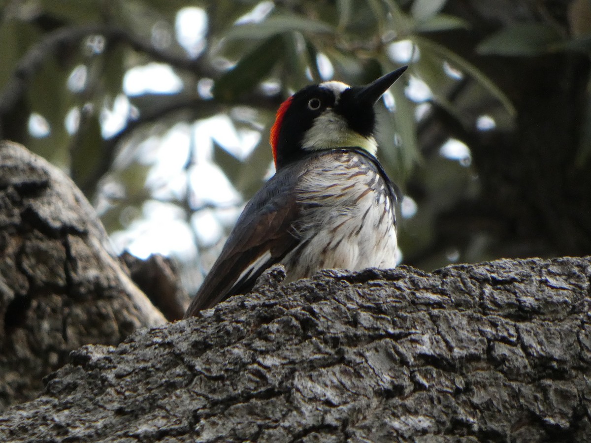 Acorn Woodpecker - ML615449537