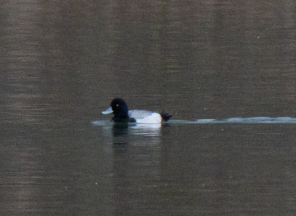 Greater Scaup - ML615449564