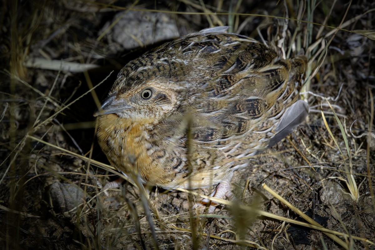 Red-chested Buttonquail - ML615449594