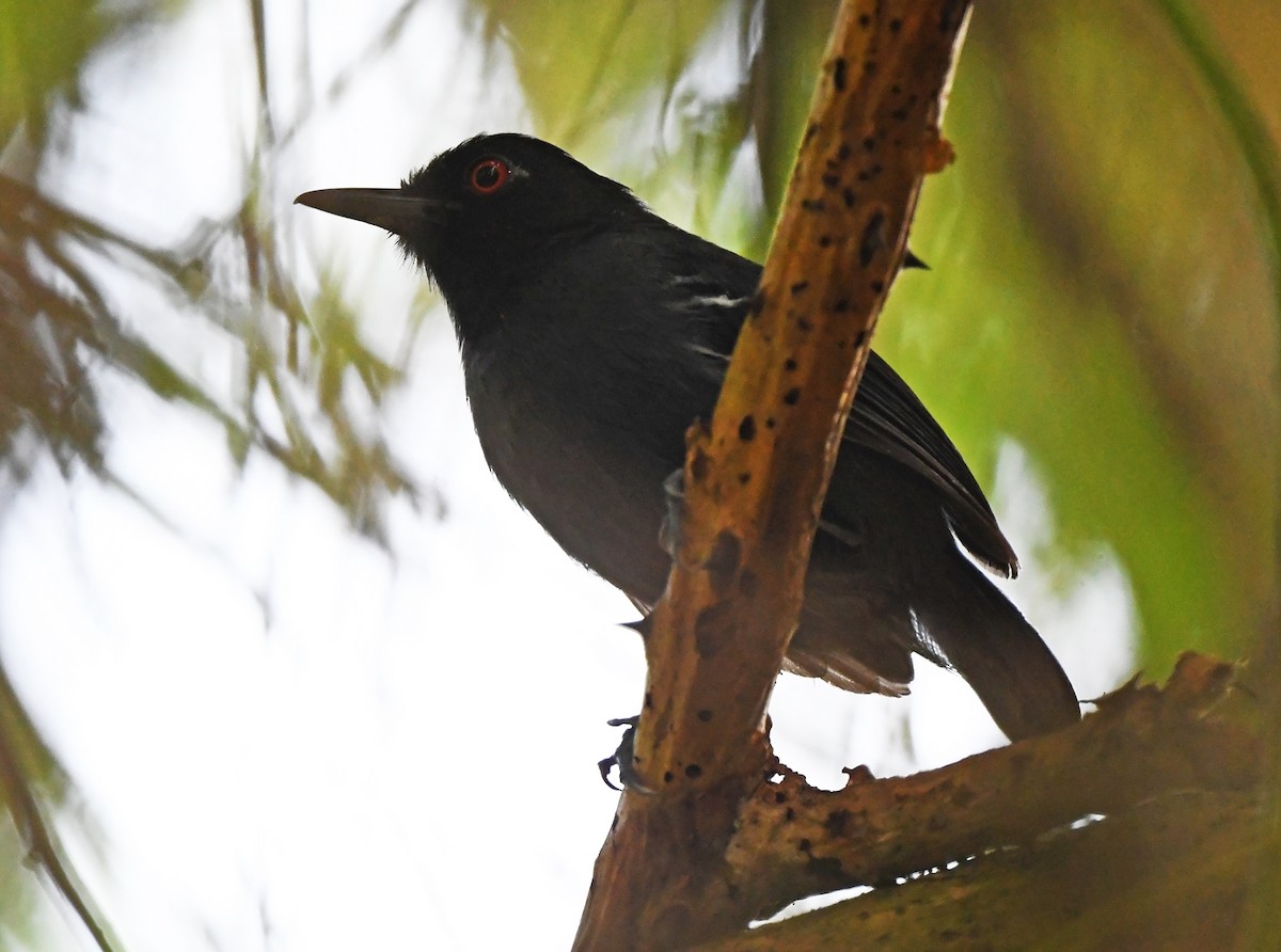 Black-tailed Antbird - Joshua Vandermeulen