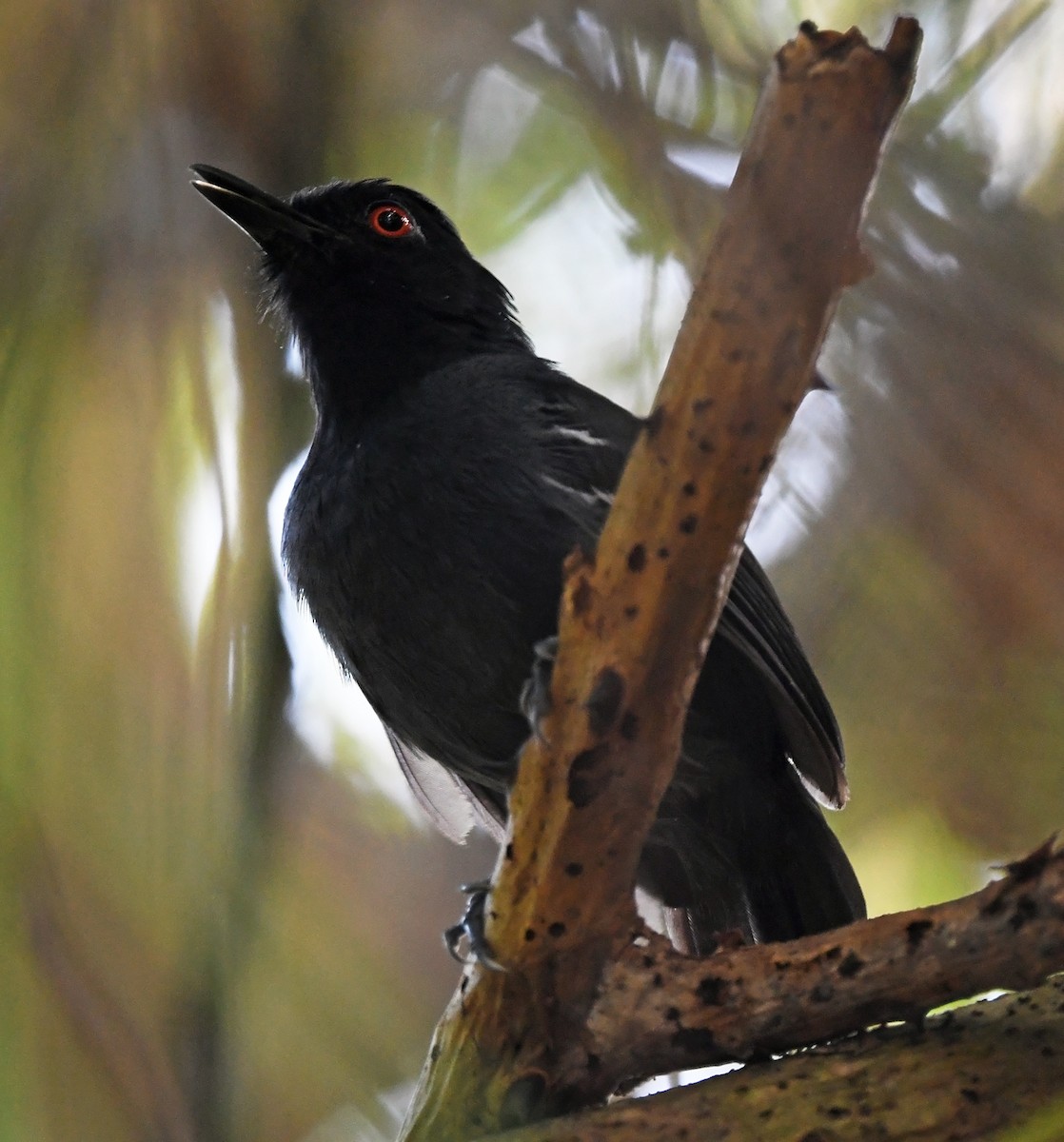 Black-tailed Antbird - Joshua Vandermeulen