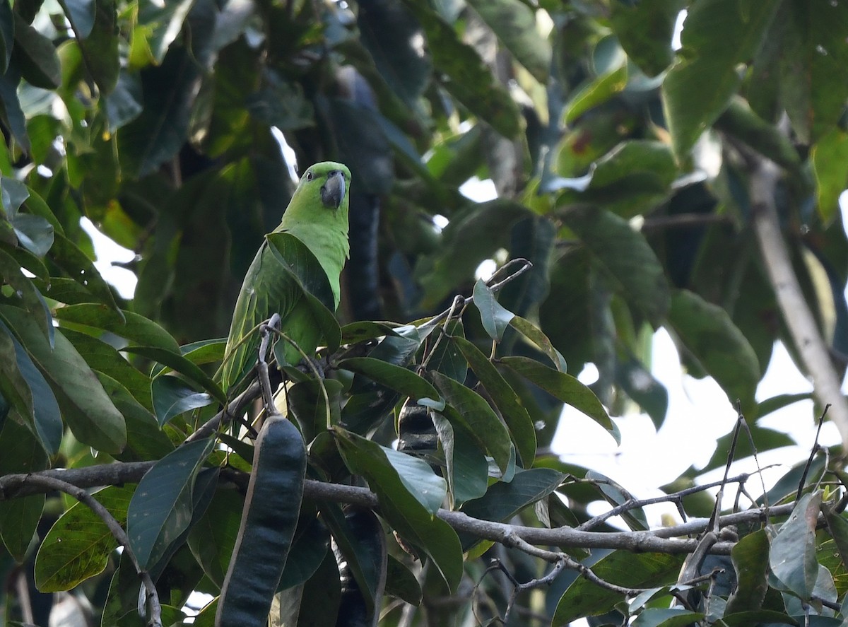 Short-tailed Parrot - Joshua Vandermeulen