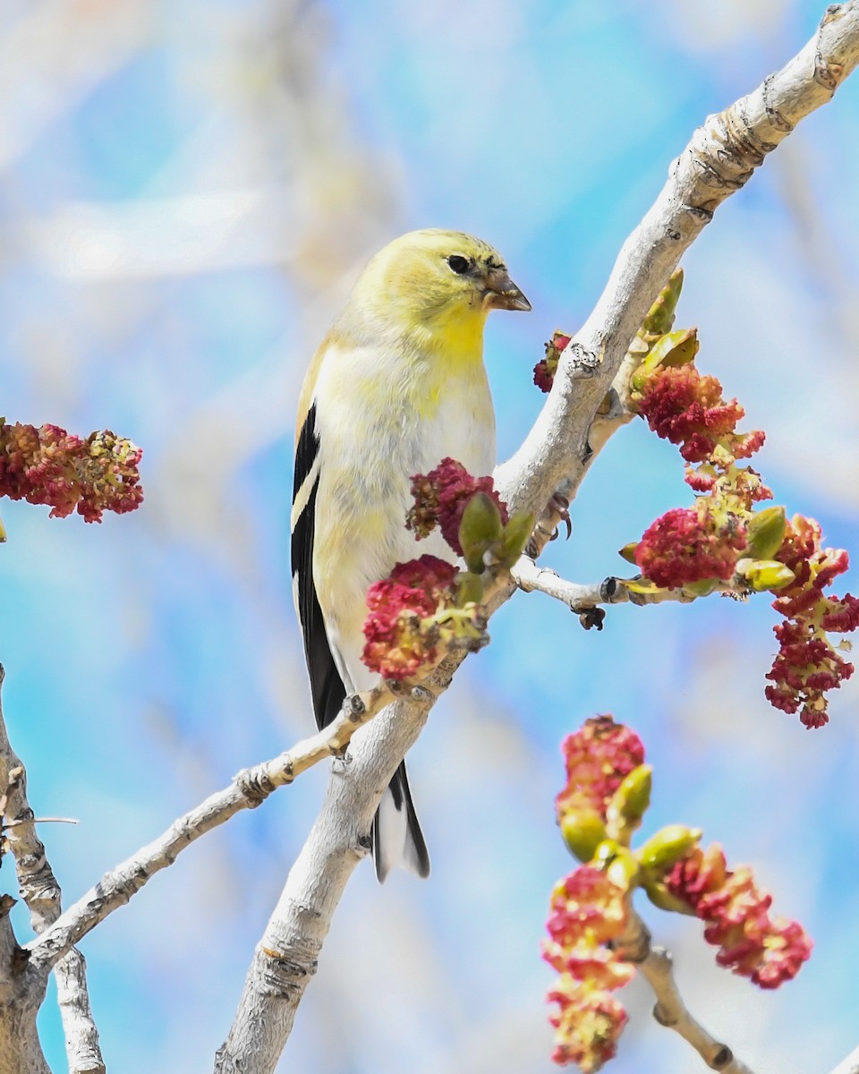 American Goldfinch - Maurice DeMille