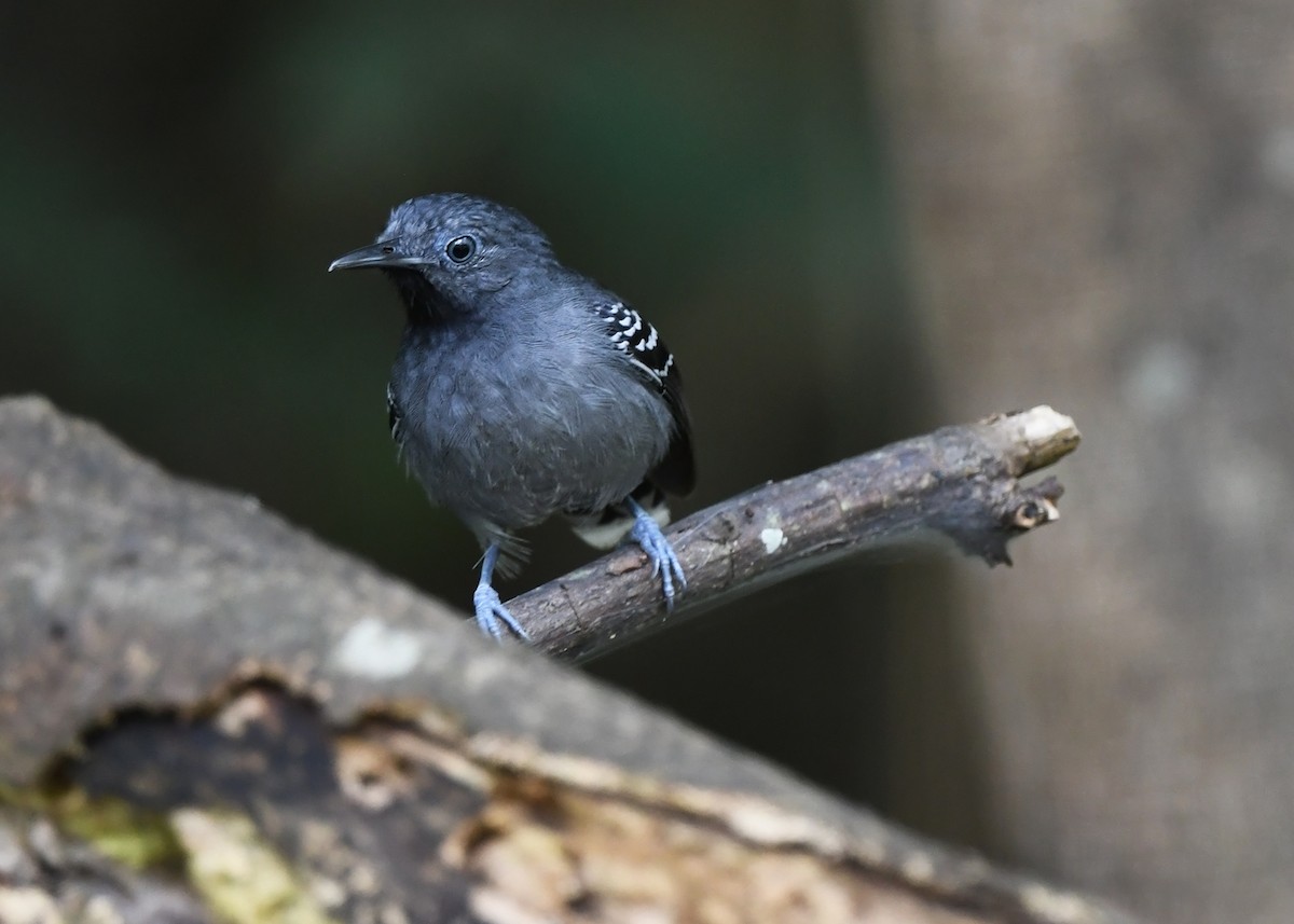 Band-tailed Antbird - Joshua Vandermeulen