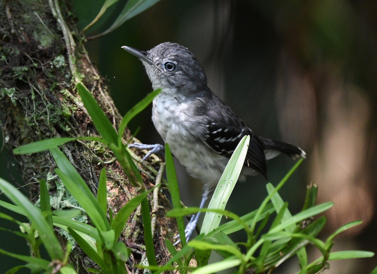 Band-tailed Antbird - Joshua Vandermeulen