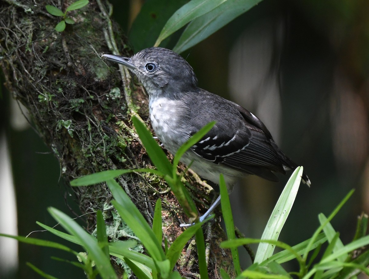 Band-tailed Antbird - ML615449781