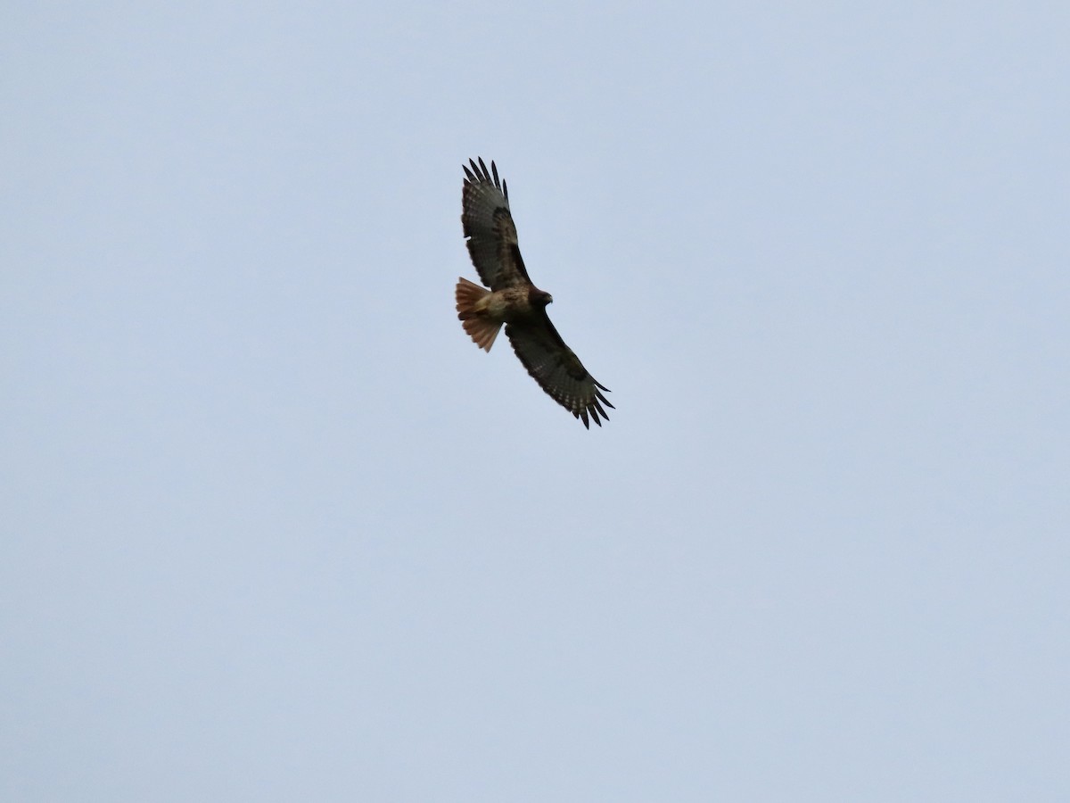 Red-tailed Hawk - ML615449860