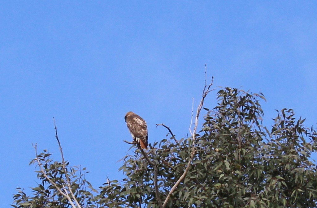Red-tailed Hawk - ML615449884
