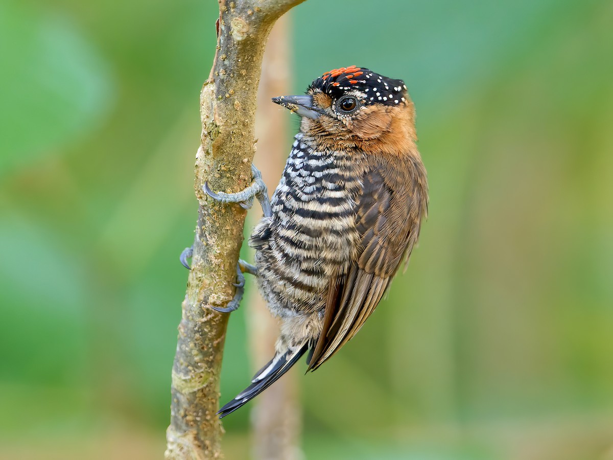 Ochre-collared Piculet - Picumnus temminckii - Birds of the World