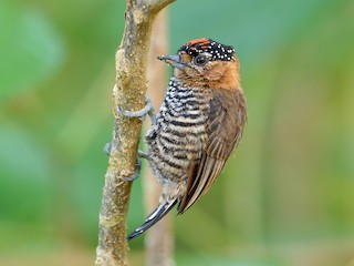  - Ochre-collared Piculet