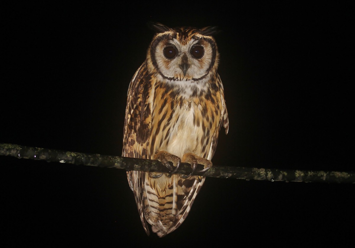 Striped Owl - Scott Watson
