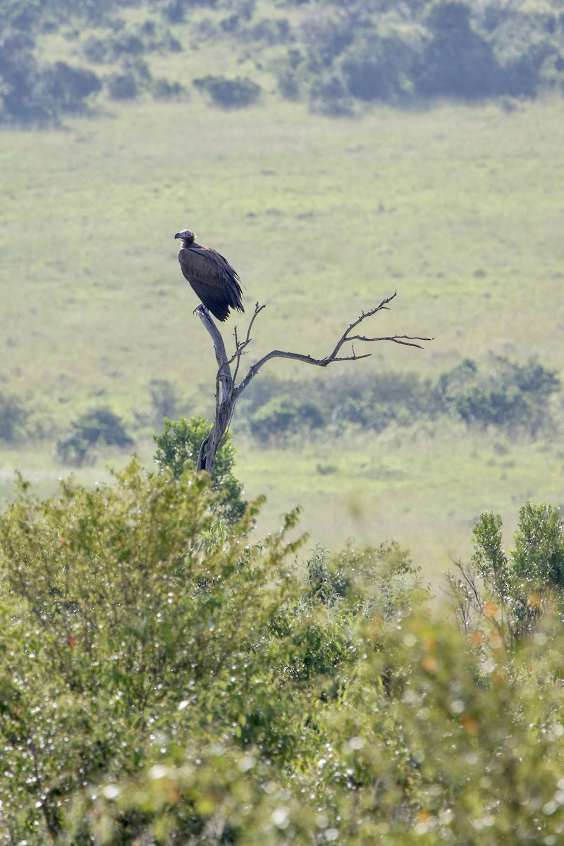 Lappet-faced Vulture - ML615450080