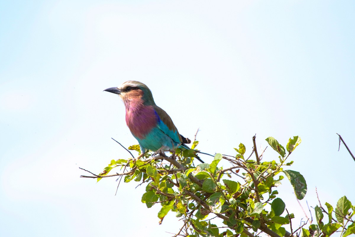 Lilac-breasted Roller - ML615450087