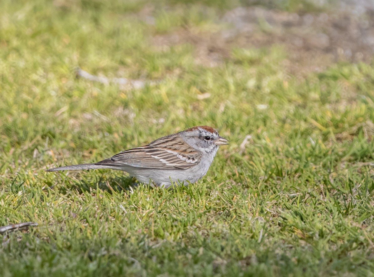 Chipping Sparrow - ML615450103