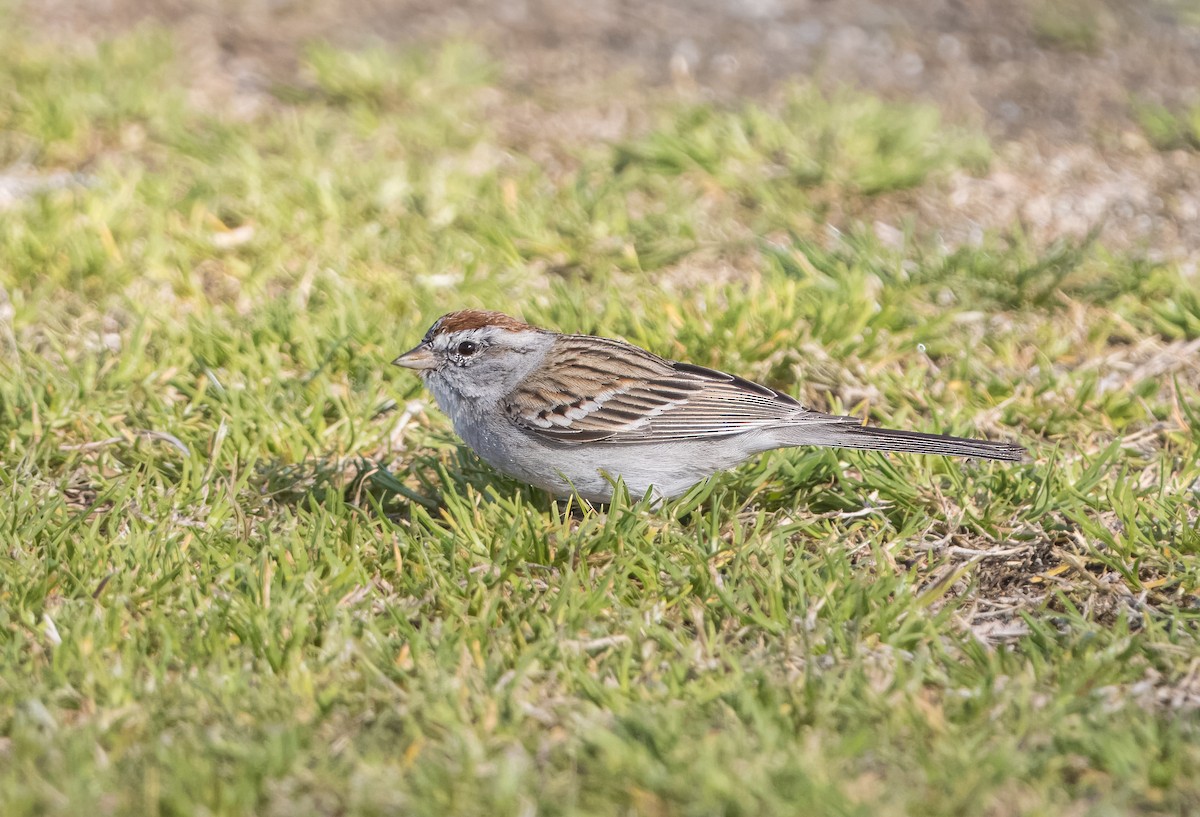 Chipping Sparrow - ML615450104