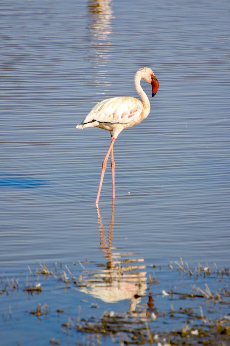 Lesser Flamingo - ML615450198