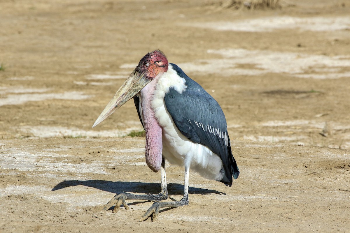 Marabou Stork - ML615450199