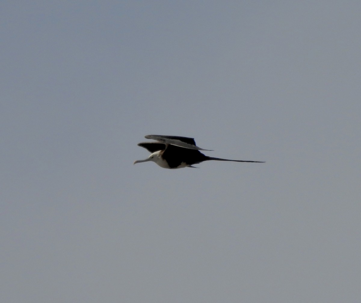 Great Frigatebird - ML615450208