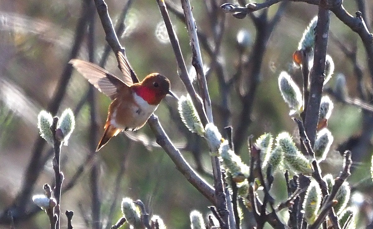 Rufous Hummingbird - ML615450216