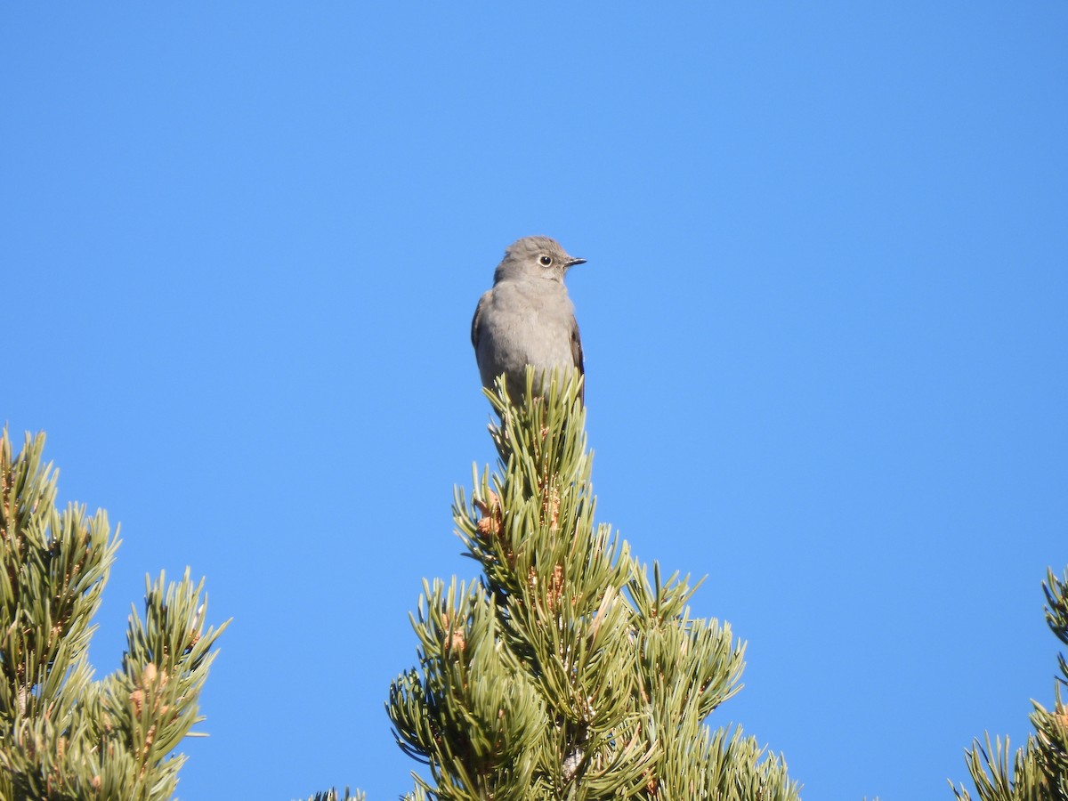 Townsend's Solitaire - ML615450234
