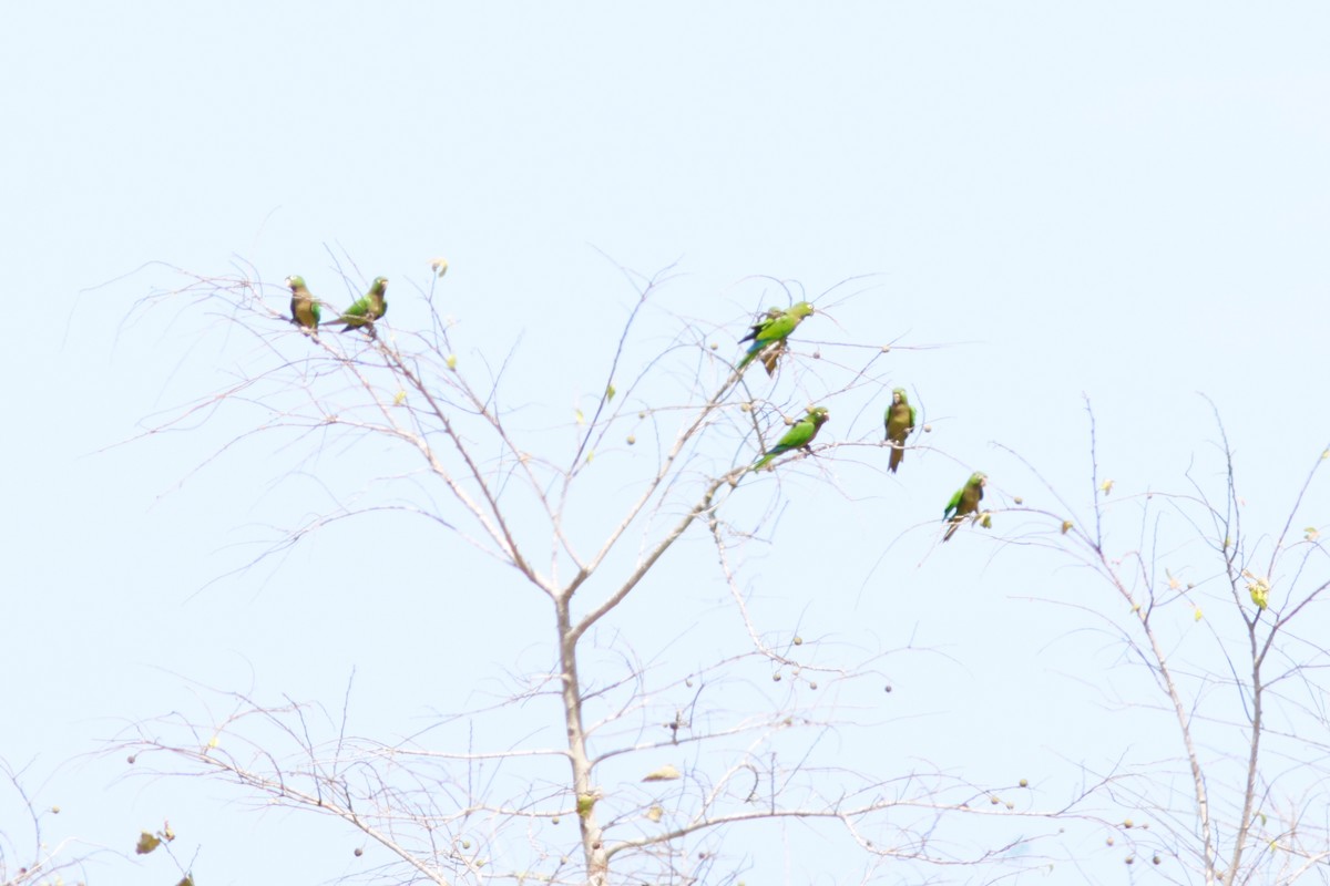 Olive-throated Parakeet (Aztec) - Daniel J. Riley