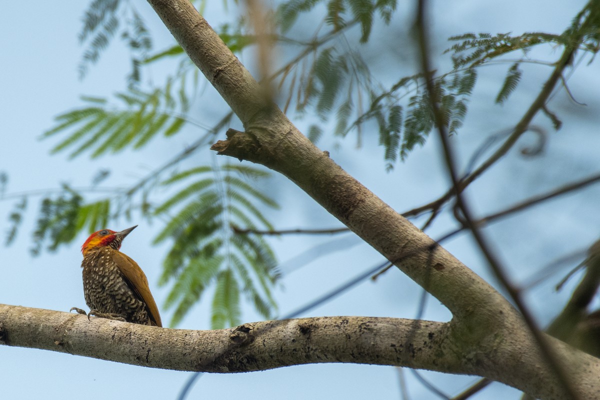 White-throated Woodpecker - ML615450433