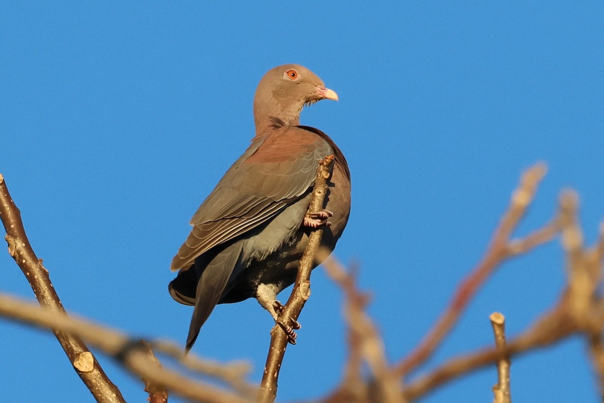 Red-billed Pigeon - ML615450481