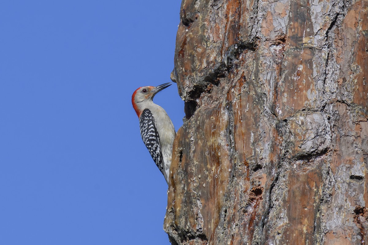 Red-bellied Woodpecker - Etienne Artigau🦩