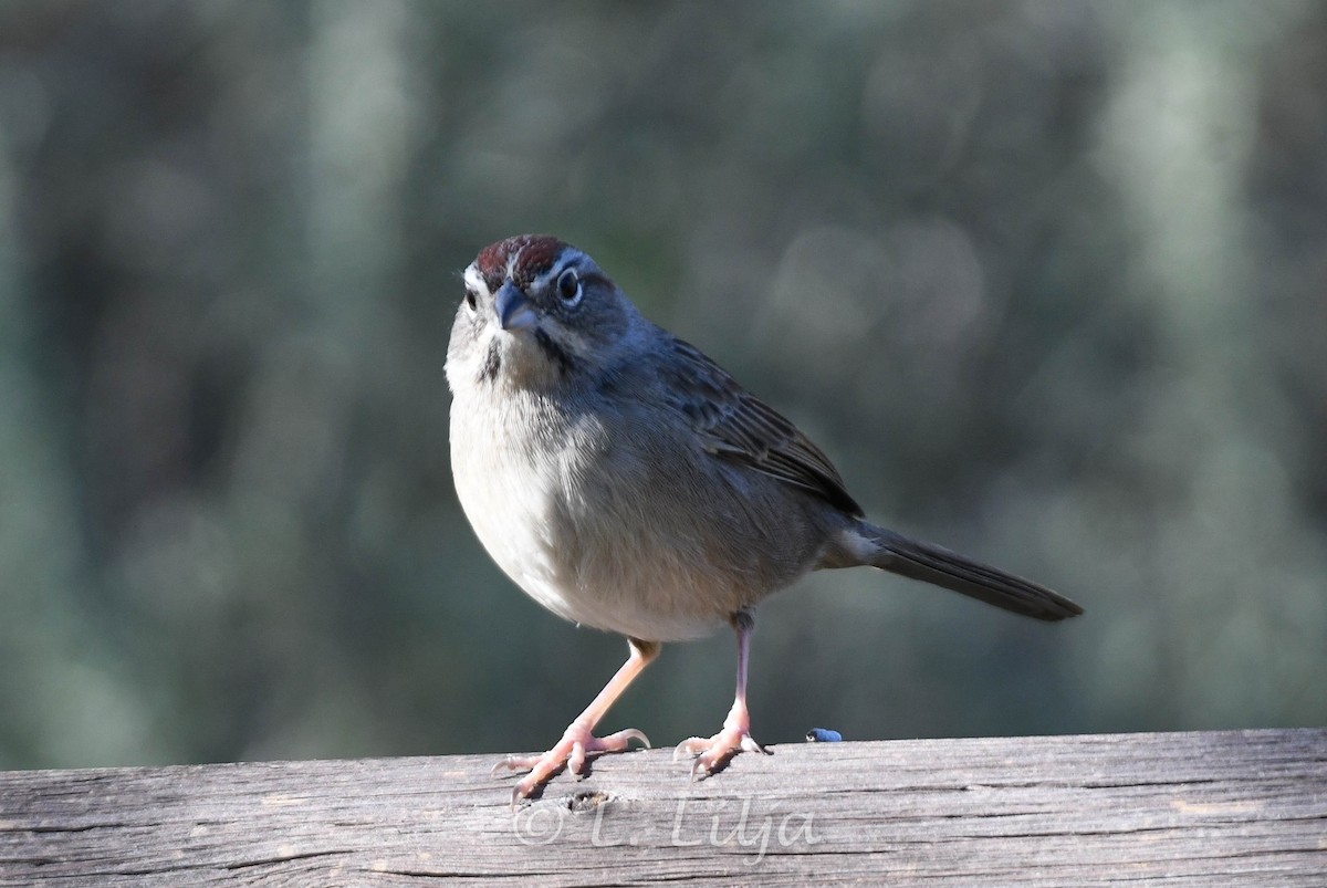 Rufous-crowned Sparrow - ML615450632
