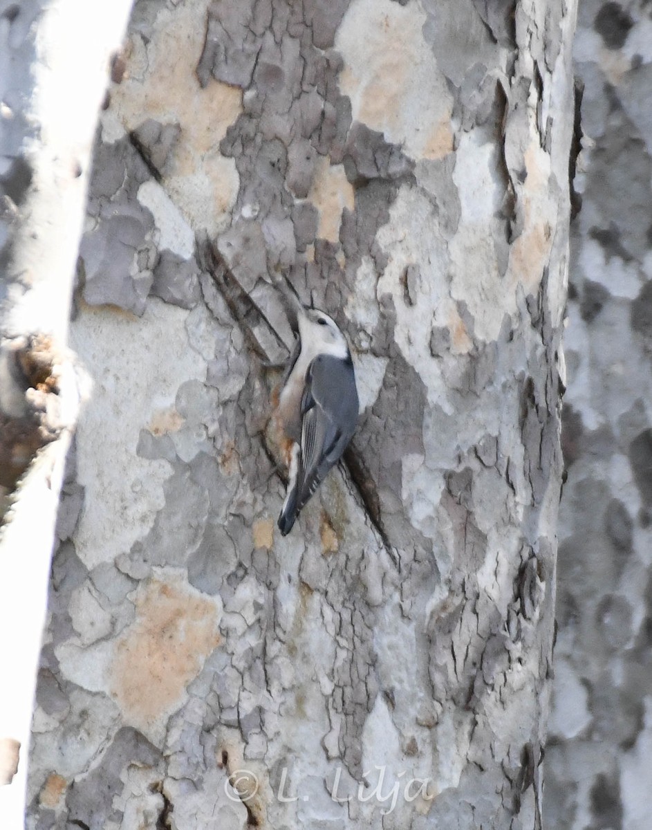 White-breasted Nuthatch (Pacific) - ML615450646