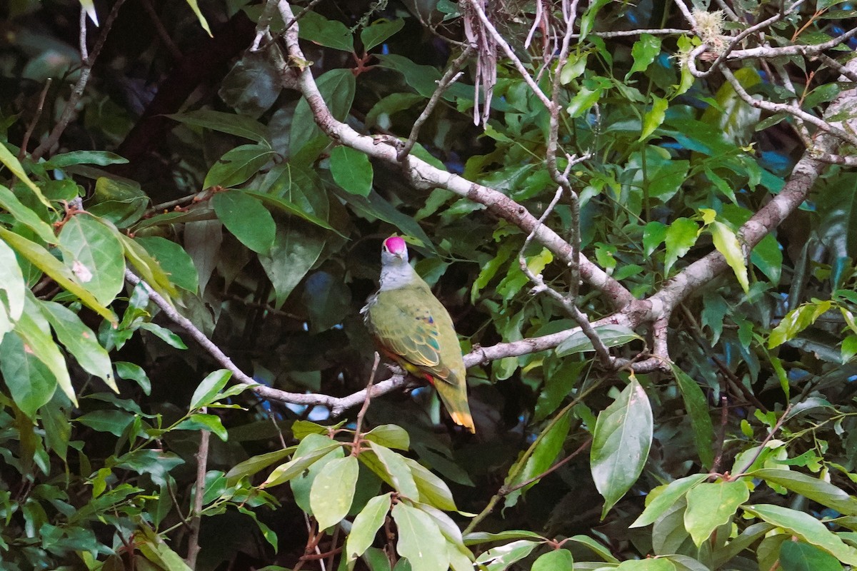Rose-crowned Fruit-Dove - ML615450650