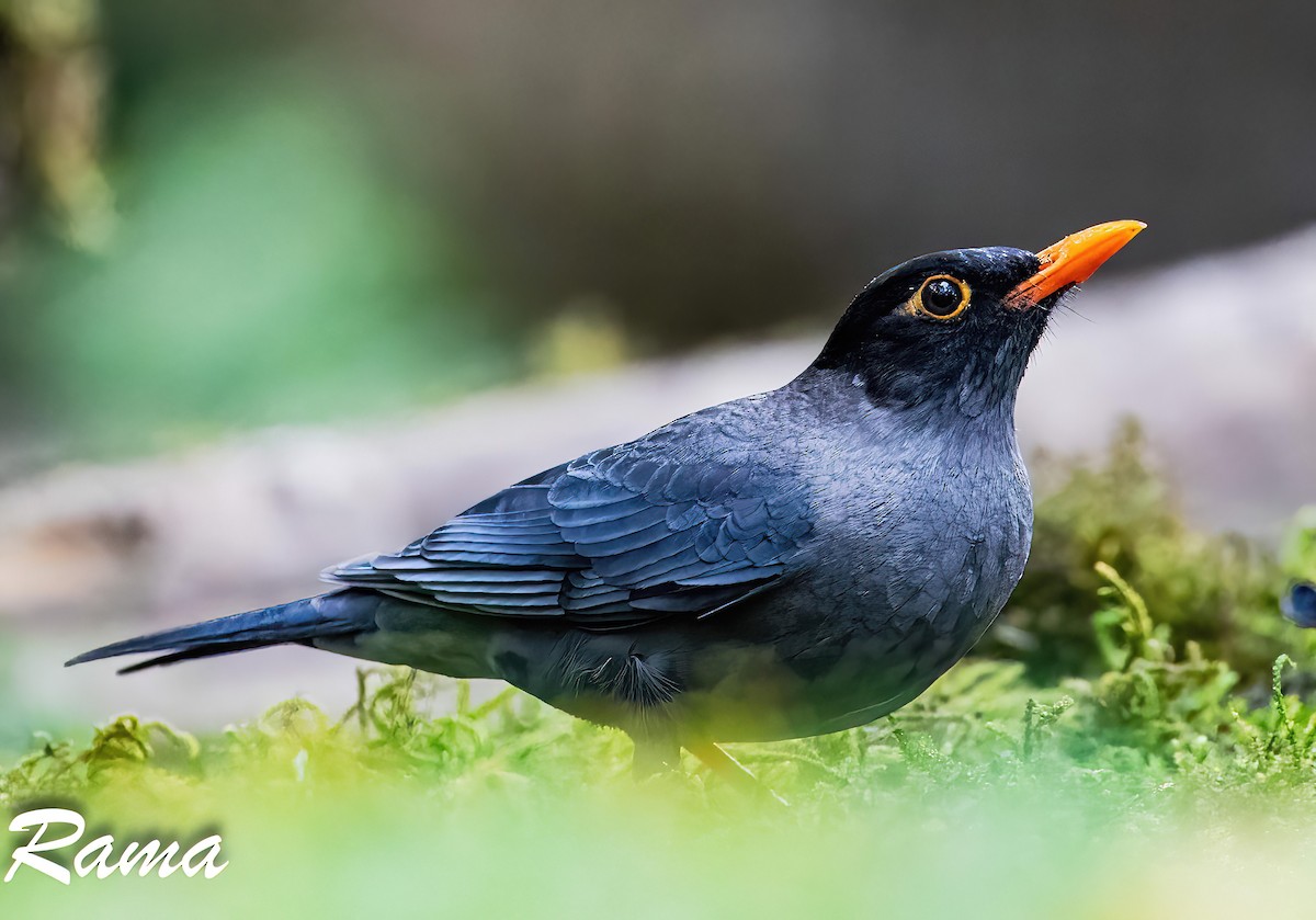 Indian Blackbird - Rama Neelamegam