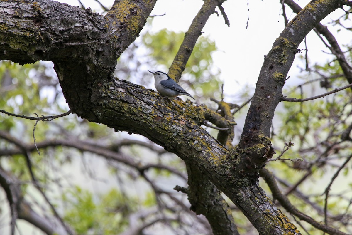 White-breasted Nuthatch - ML615450666