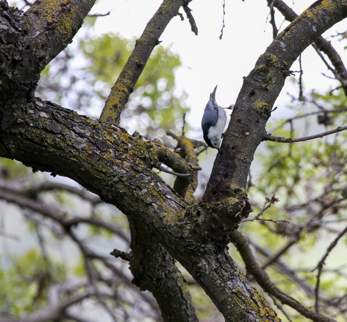 White-breasted Nuthatch - ML615450667