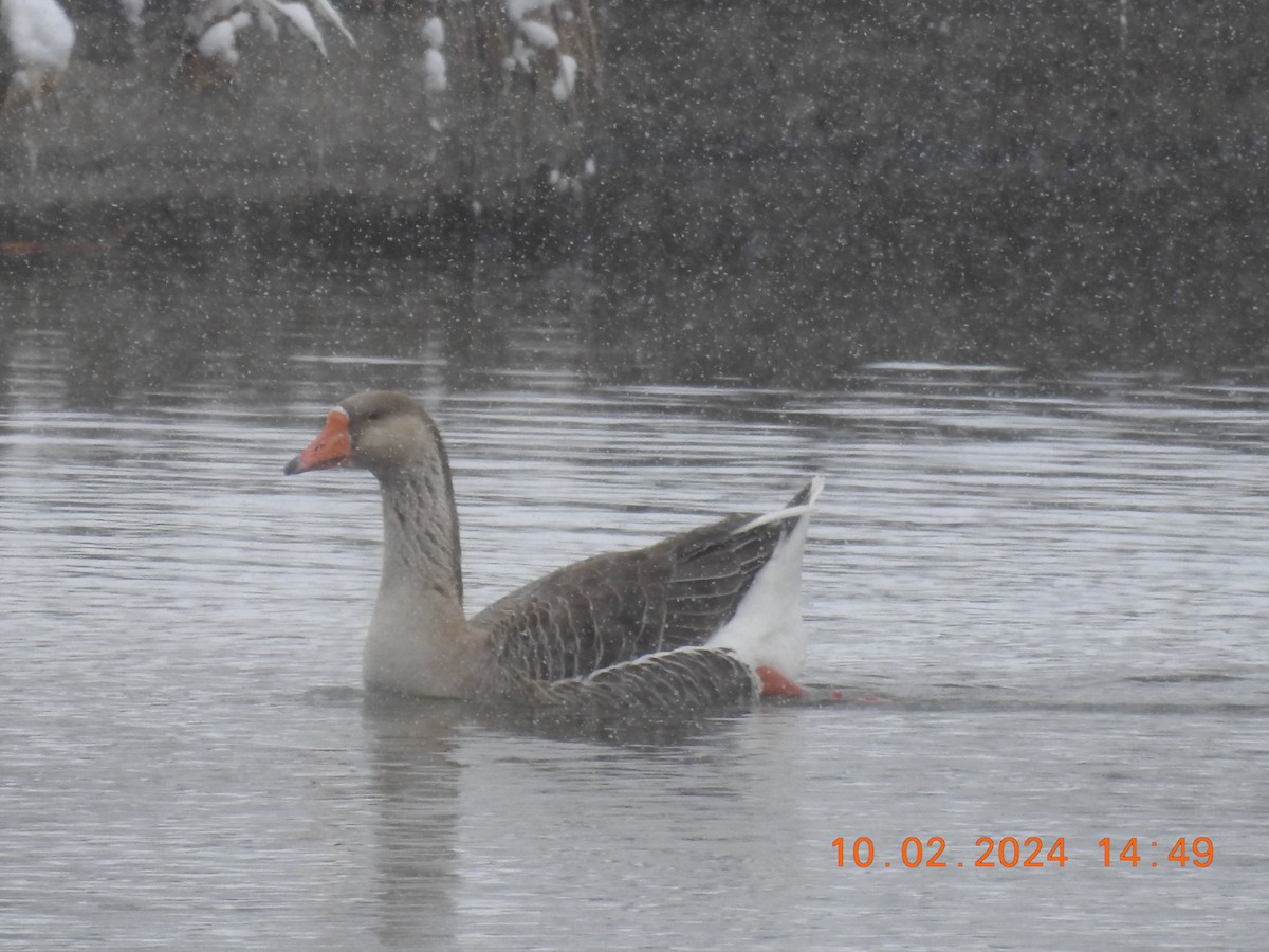 Greater White-fronted Goose - ML615450677