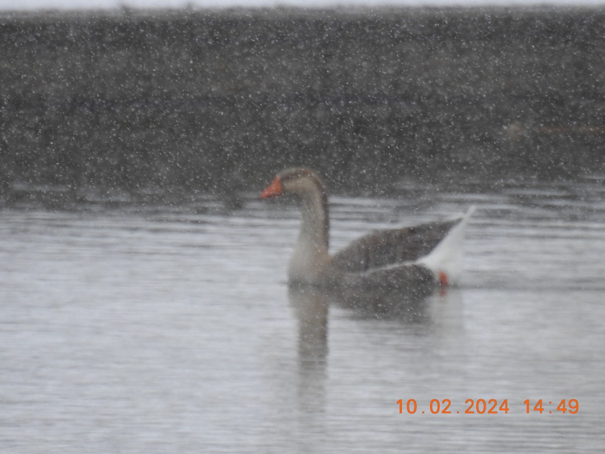 Greater White-fronted Goose - ML615450678