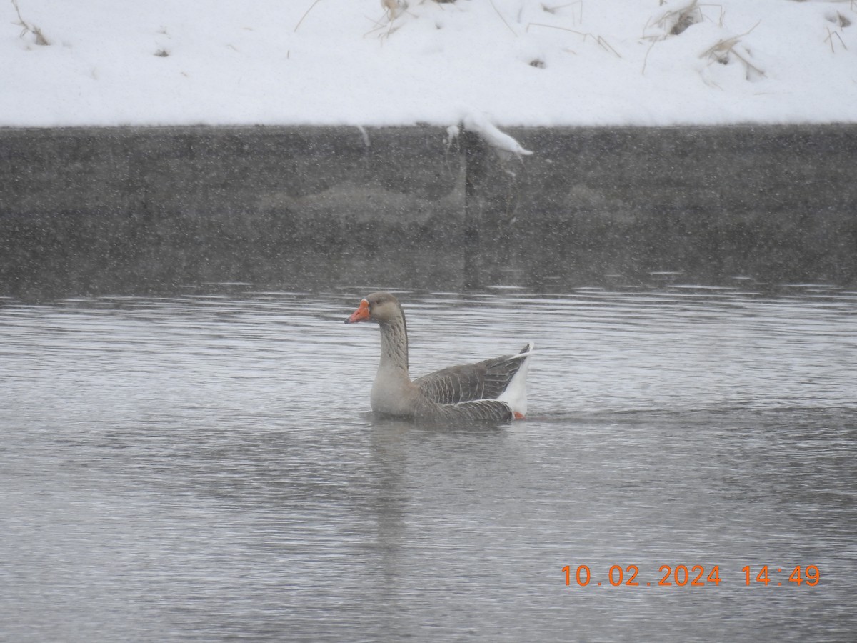 Greater White-fronted Goose - ML615450679