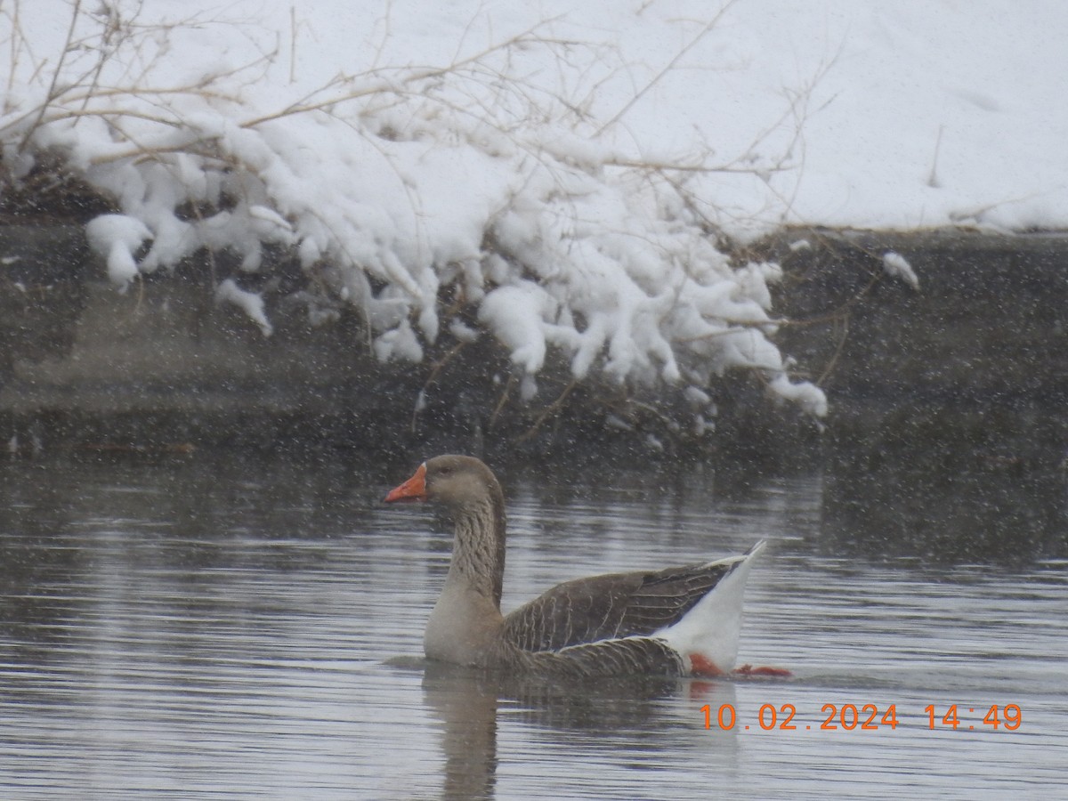 Greater White-fronted Goose - ML615450680